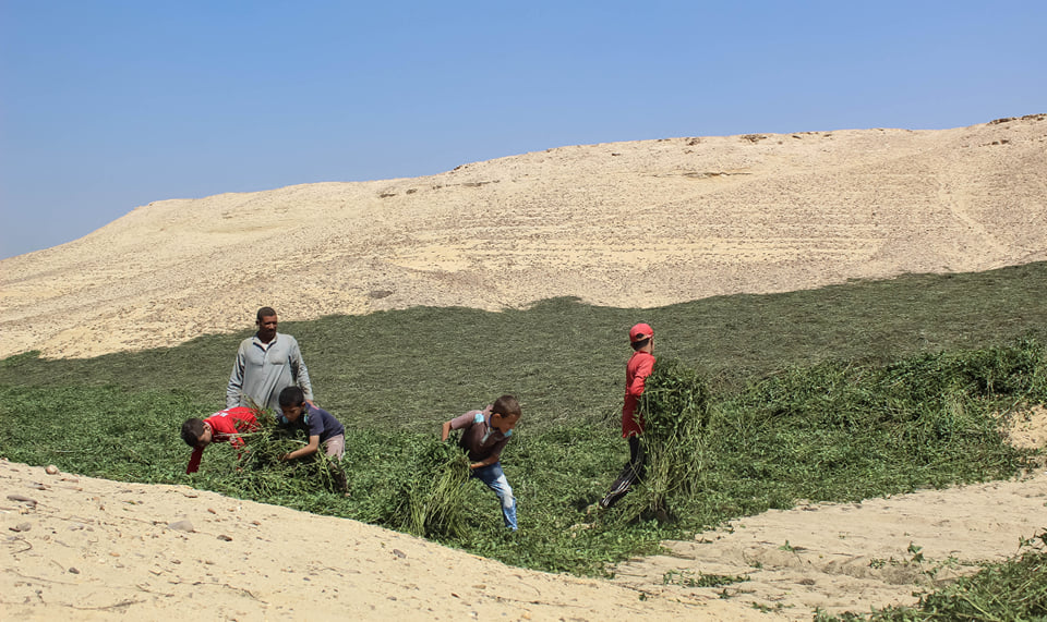 تصوير: سارة جمال